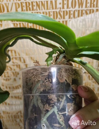 Орхидея фаленопсис.Азия