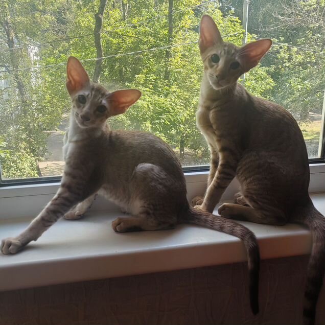 Ориентальный котёнок
