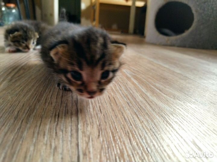 Отдам котят в добрые руки