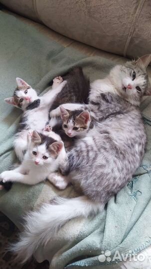 Котята в добрые руки