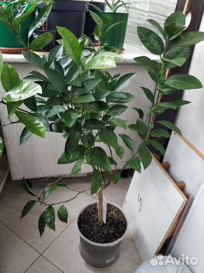 Цитрус мандарин Муркотт