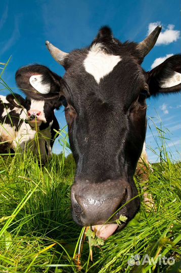 Продам корову