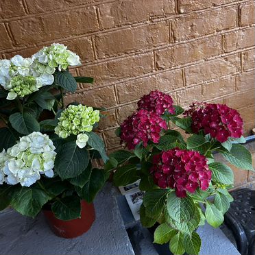 Гортензия уличная