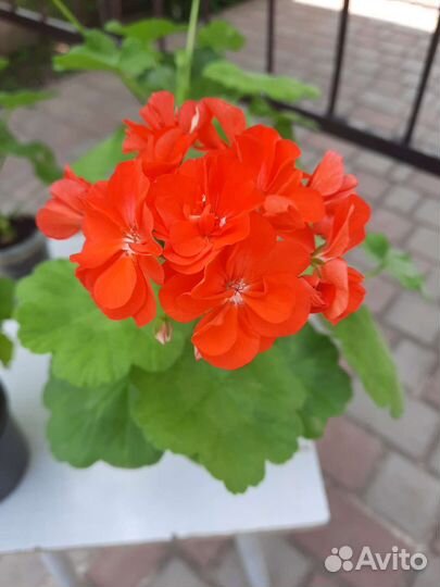Пеларгония герань зональная