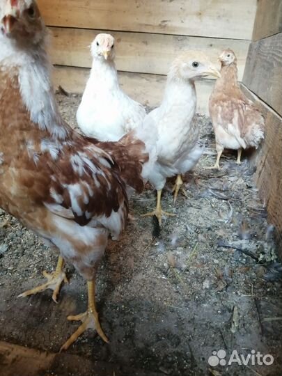 Куры молодки, цыплята