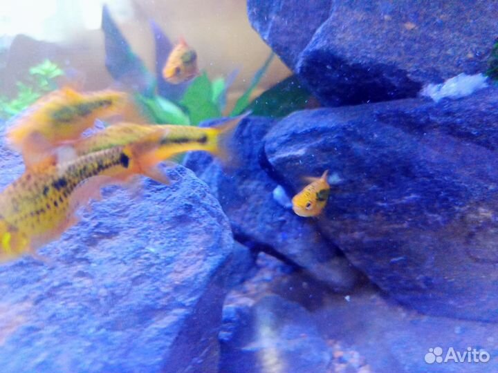 Барбус шуберта