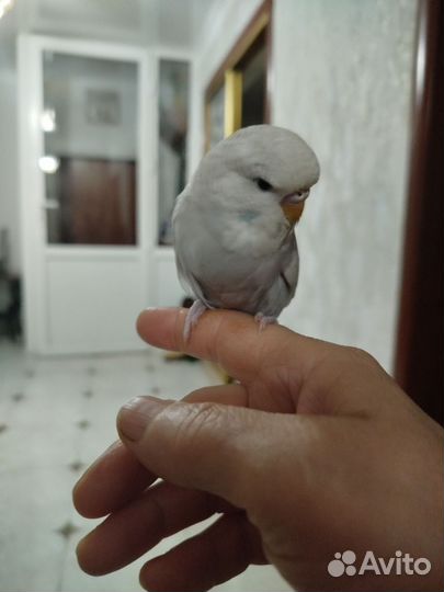 Попугаи ввп чех