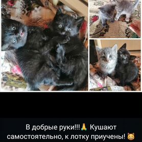 Котята в добрые руки