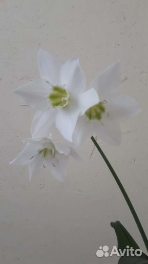 Эухарис амазонская лилия