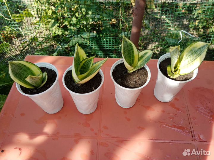 Сансевиерия