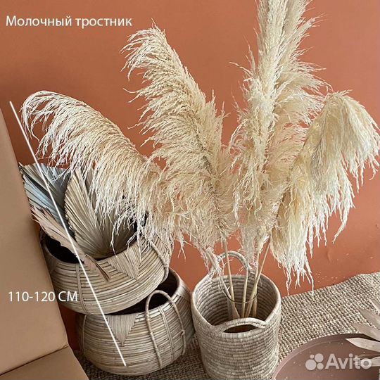 Пампасная трава Белая, Бежевая, Серая