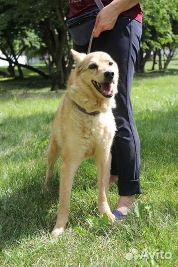 Собака в добрые руки отдам бесплатно