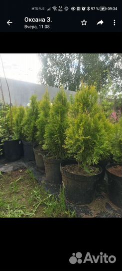 Туя смарагд