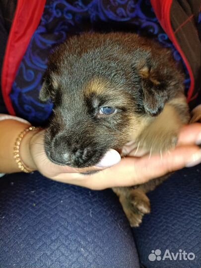 Немецкая овчарка