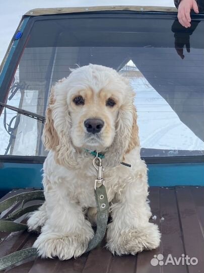 Кокер спаниель вязка