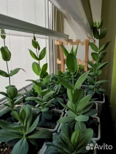 Эустома сорт Эхо