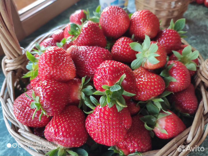 Рассада клубники