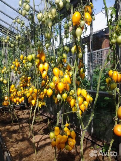 Семена томат гроздевой 