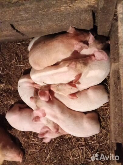 Поросята