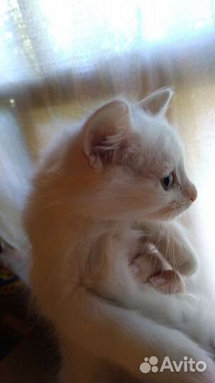 Котята ангоры