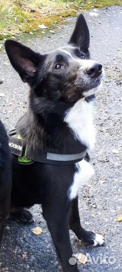 Собака в добрые руки