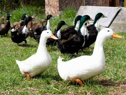 Утки живым весом / Утка домашняя / Яйцо / Мясо, Люберцы