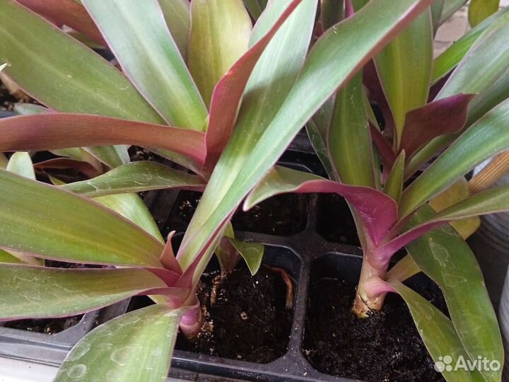 Цветы комнатные, разные