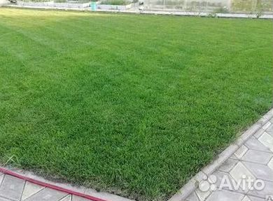 Укладка Рулонного газона