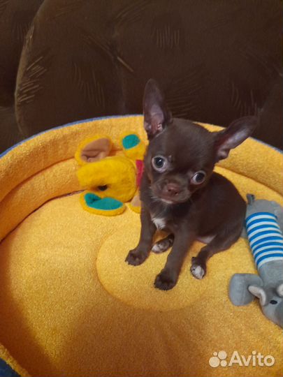 Чихуахуа. девочка