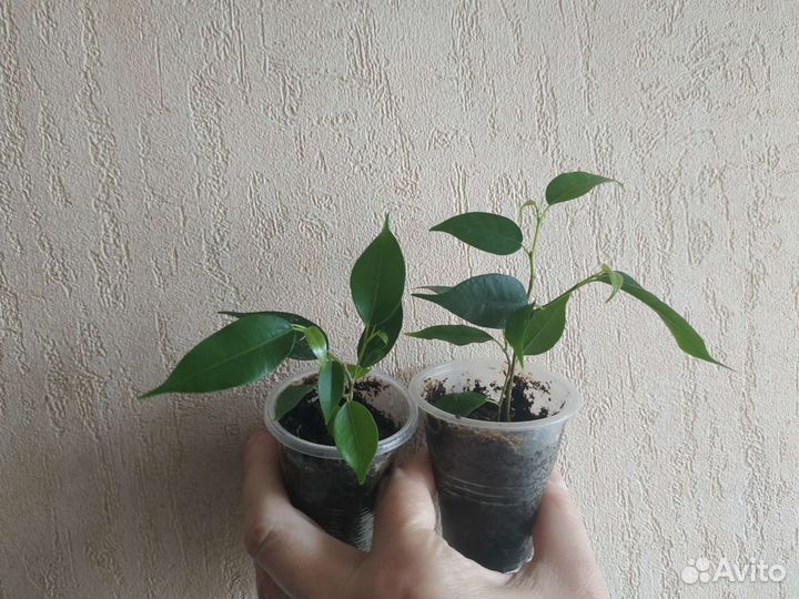 Фикус Бенджамина, сорт Грин кинки