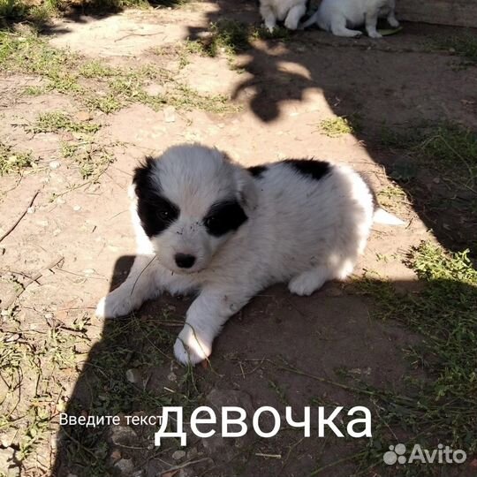 Щенки от маленькой собачки