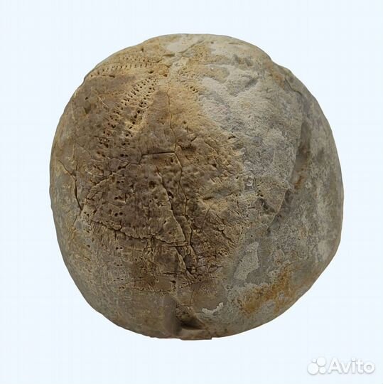 Морской ёж Echinocorys, Дагестан / Окаменелости
