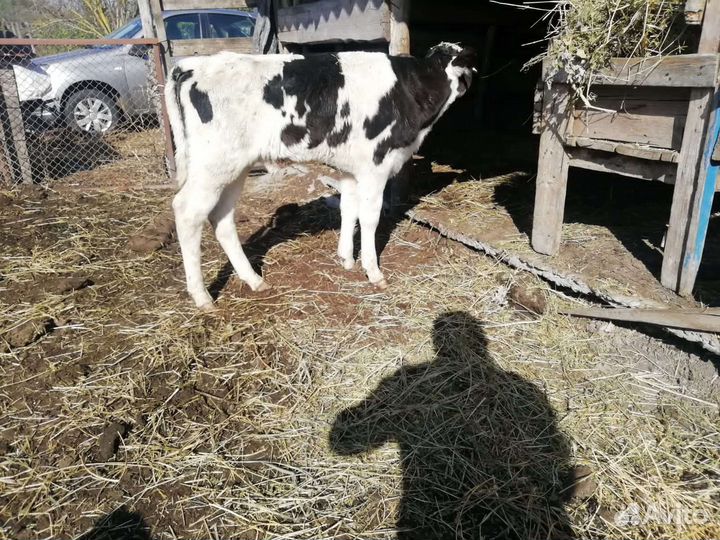 Телята бычки