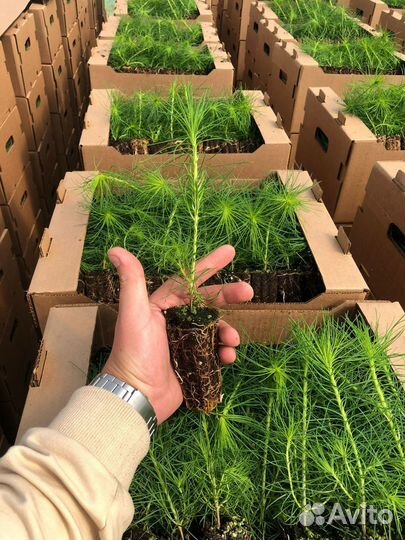 Саженцы ели зкс