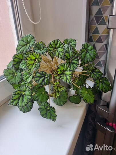 Бегония тигровая