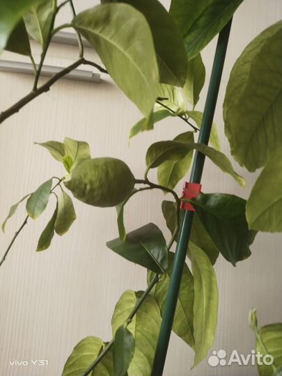 Лимон Лунарио