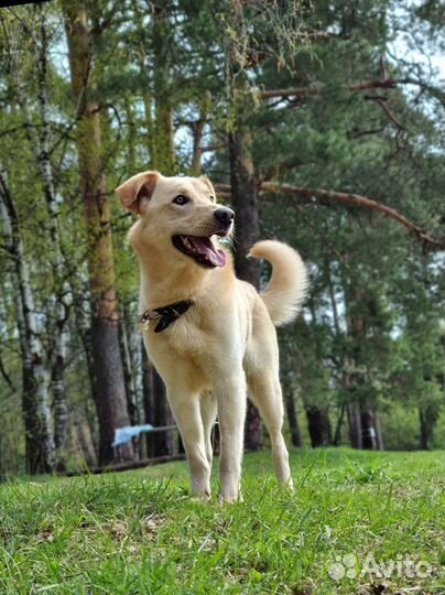 Метис лабродора в добрые руки