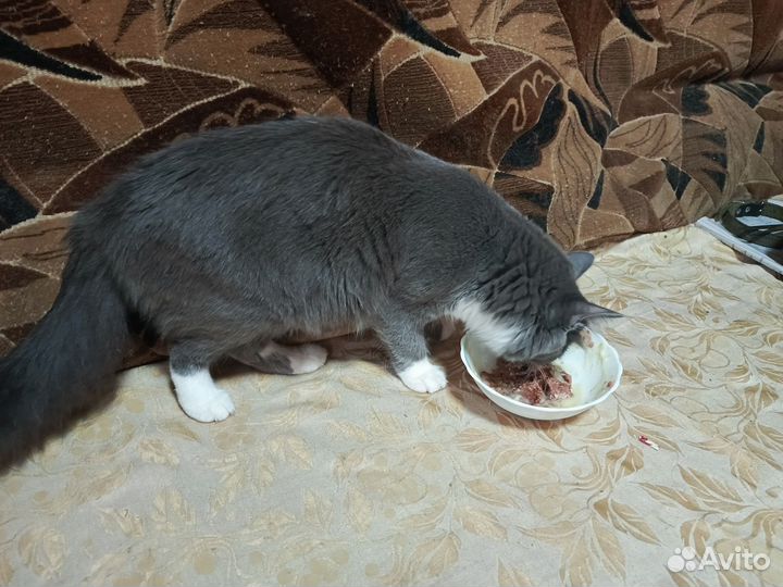 Британская кошка