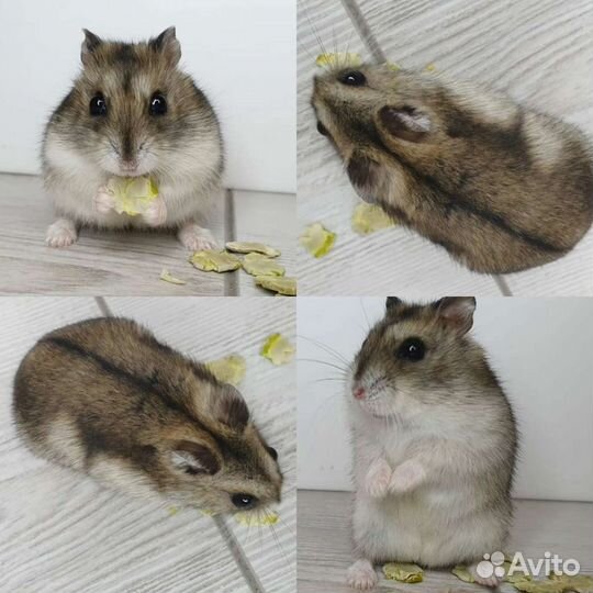 Джунгарский хомяк