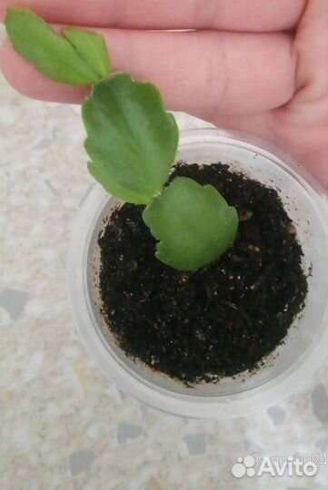 Декабрист Шлюмбергера