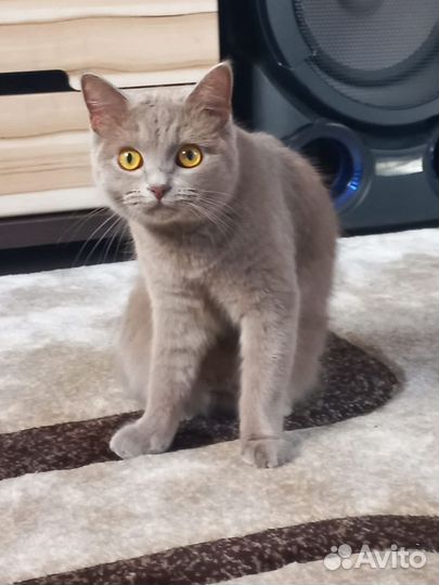 Британская