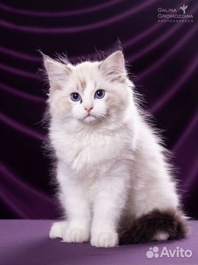 Котята рэгдолл ragdoll