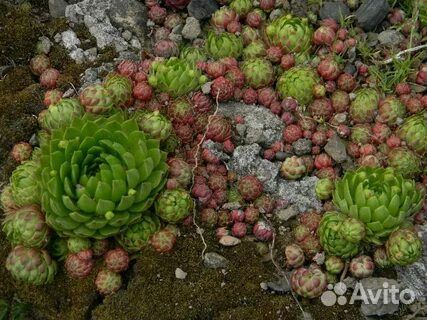 Заячья капуста