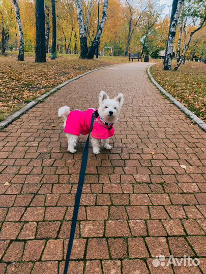 Вязка собак вест-хайленд-уайт-терьер