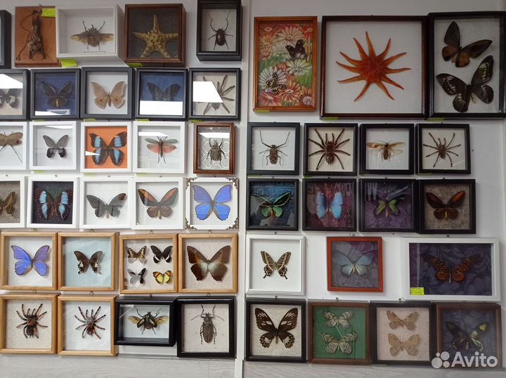 Бабочки в рамках