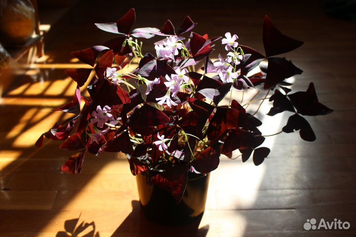 Оксалис Кислица Клевер счастья