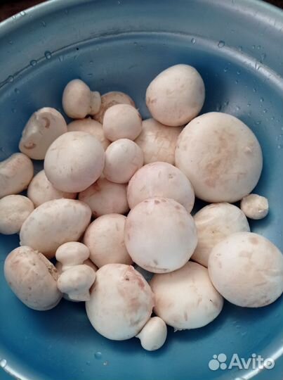 Грибы шампиньоны