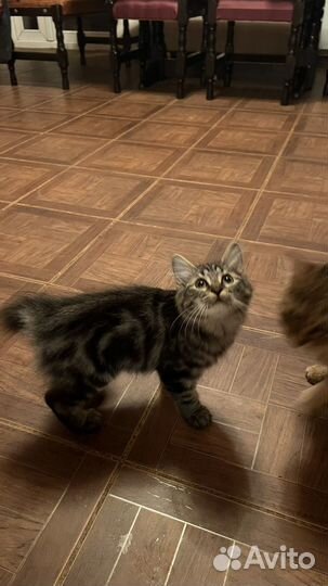 Курильский бобтейл