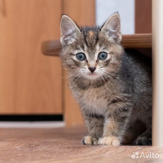 Крошечный котенок