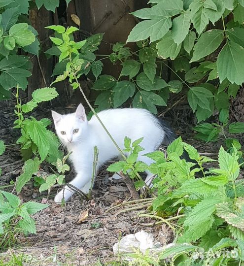 Котенок(девочка) отдам в добрые руки